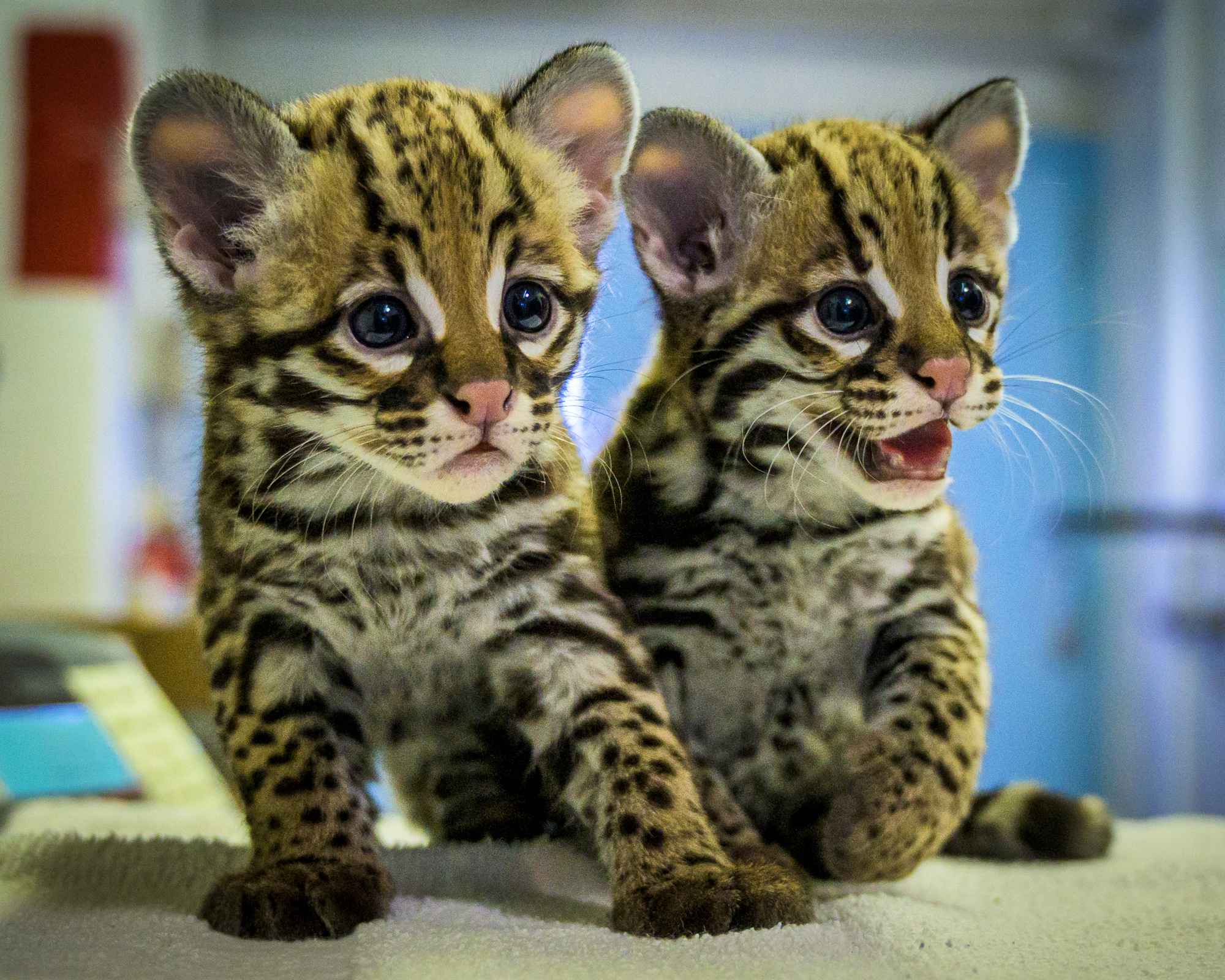 Zoo Celebrates Its First Ever Ocelot Birth City Of Albuquerque